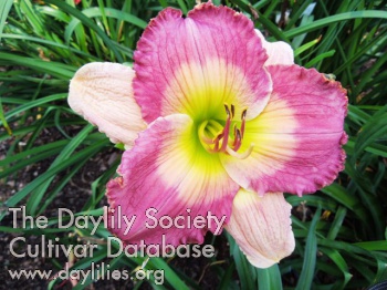 Daylily Just Another